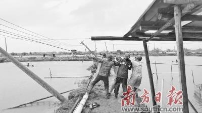 中國僑網(wǎng)順德供電局搶修人員合力搶修傾倒的電桿,。 佛山供電局供圖