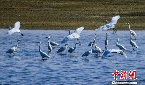 中國(guó)僑網(wǎng)10月中旬,,成群白鷺在敦煌古陽(yáng)關(guān)下的渥洼池內(nèi)飛舞,。 王斌銀 攝