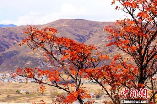 中國僑網10月下旬,甘肅中部定西市岷縣境內山鄉(xiāng),景色正美,。 馬萬安 攝