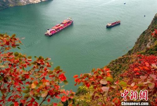 中國僑網船舶穿行在長江三峽西陵峽,。 雷勇 攝