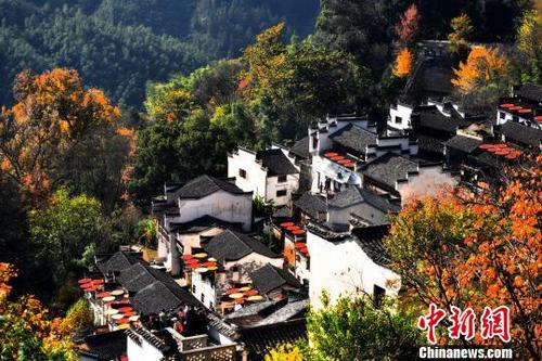 中國僑網(wǎng)香楓、銀杏、日本紅楓爭相奪艷,?!〔芗酉椤z