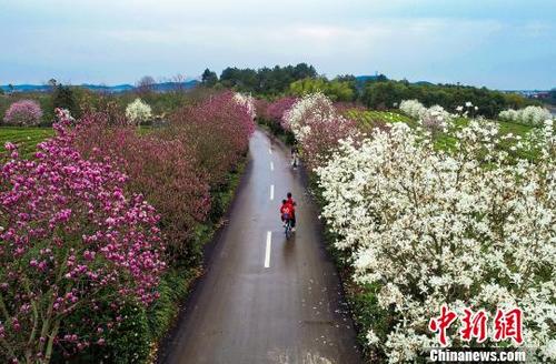 中國(guó)僑網(wǎng)3月16日,,在南昌縣鳳凰溝景區(qū)內(nèi),游客在花海中徜徉,,盡情享受春天春花的味道,?!□U贛生 攝