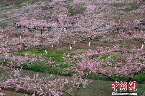 中國(guó)僑網(wǎng)西充古樓鎮(zhèn)萬(wàn)畝桃花綻放,?!埨恕z