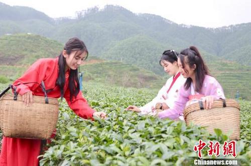 中國(guó)僑網(wǎng)粵僑鄉(xiāng)舉行春茶開采儀式 譚家富 攝