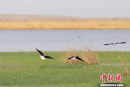 中國僑網(wǎng)5月初,,位于甘肅張掖市肅南裕固族自治縣明花鄉(xiāng)境內(nèi)的湖泊水波蕩漾、植株吐綠,,水鳥翩翩起舞,。 鐘曉亮 攝