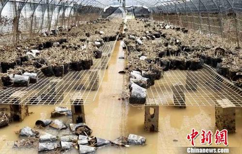 中國僑網(wǎng)圖為連城揭樂鄉(xiāng)連天福鐵皮石斛種植基地受災(zāi)嚴(yán)重,?!↑S水林 攝