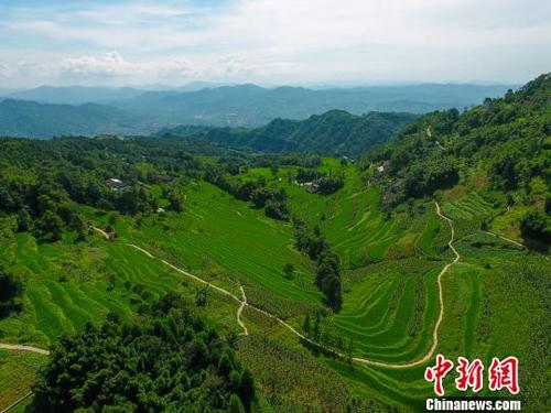 中國(guó)僑網(wǎng)四川省瀘州市敘永縣敘永鎮(zhèn)百花村的萬(wàn)畝丹山梯田,?!±钚馈z