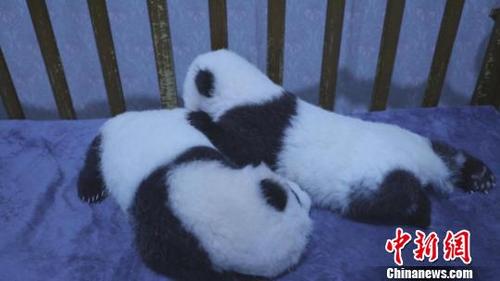 中國僑網(wǎng)“珠珠”的龍鳳胎萌寶們,。陜西省林業(yè)科學(xué)院秦嶺大熊貓繁育研究中心 供