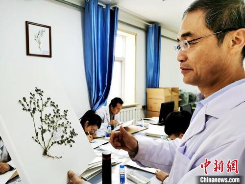 中國僑網(wǎng)圖為青海省中醫(yī)藥研究院專家賈守寧展示藥用植物標(biāo)本?!?zhí)砀,!z
