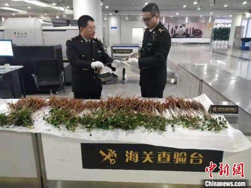 中國僑網(wǎng)成都海關(guān)所屬雙流機場海關(guān)旅檢關(guān)員查獲的種苗。成都海關(guān)供圖