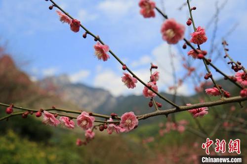 中國(guó)僑網(wǎng)黃山花谷梅花盛開(kāi),。 張濤 攝