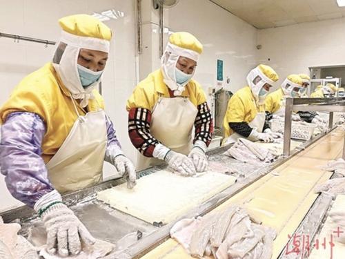 中國僑網(wǎng)在饒平縣展雄水產(chǎn)品有限公司,,工人們正在對鱸魚進行加工,。