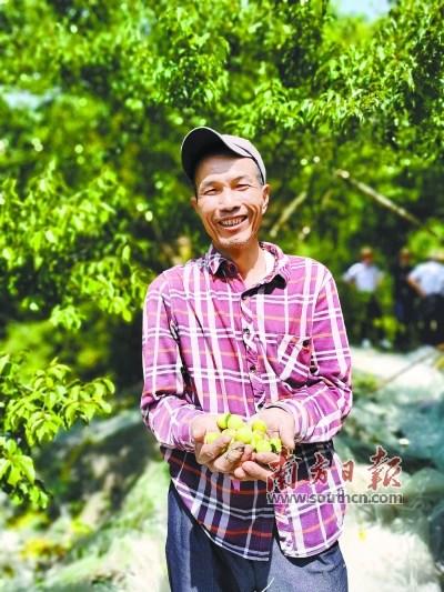 中國(guó)僑網(wǎng)今年(2020年)青梅大豐收,,東明村貧困戶陳宗強(qiáng)喜笑顏開(kāi),。南方日?qǐng)?bào)記者 鄭淼鑫 攝