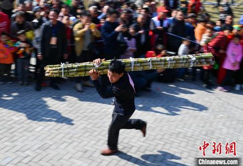 中國僑網(wǎng)槐南鎮(zhèn)慶豐收——扛甘蔗比賽,。(資料圖) 魏興谷 攝