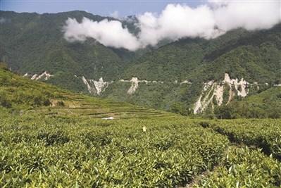 中國僑網(wǎng)茶產(chǎn)業(yè)是佛山援助墨脫脫貧的重點(diǎn)產(chǎn)業(yè),。