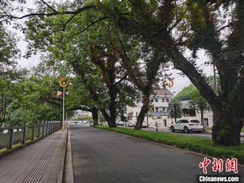 中國僑網(wǎng)整齊干凈的道路 周禹龍 攝
