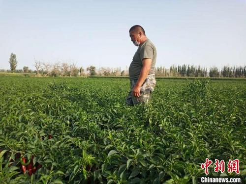 中國僑網(wǎng)種植戶燕子勝查看色素辣椒長勢?!〈搦i 攝