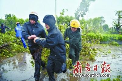 中國僑網(wǎng)8月19日,江門市崖門鎮(zhèn)崖西派出所警務(wù)人員上街清障,,將被大風(fēng)吹折的樹木清理至路邊,。南方日?qǐng)?bào)記者 徐昊 攝