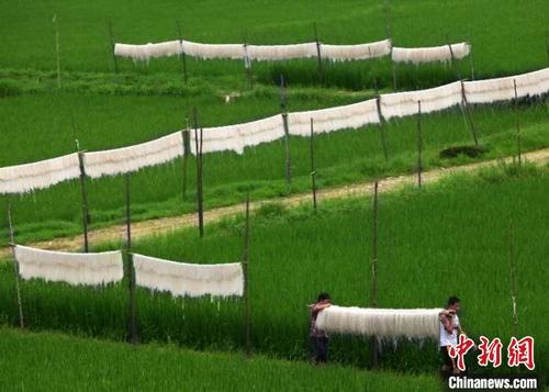 中國(guó)僑網(wǎng)村民在田野上曬米面的場(chǎng)景,。小芝鎮(zhèn)人民政府提供