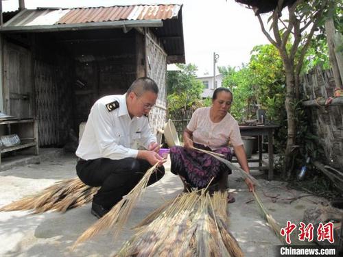 中國僑網(wǎng)圖為瑞麗海關(guān)關(guān)員與村民一同回收芒草蕊,。昆明海關(guān)供圖