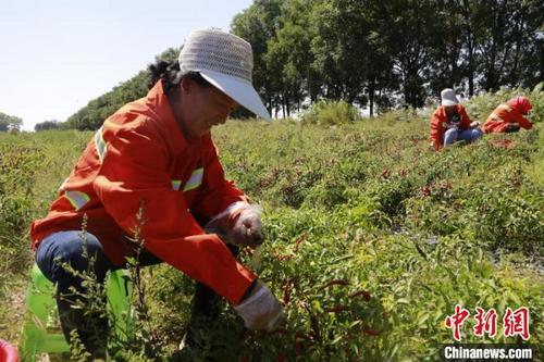 中國僑網(wǎng)貧困戶忙著采摘尖椒,?!⊥跫{ 攝
