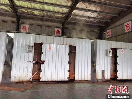 中國僑網(wǎng)圖為洛麥村的菌草經(jīng)過40個小時180℃高溫消毒,?!≈苎嗔帷z
