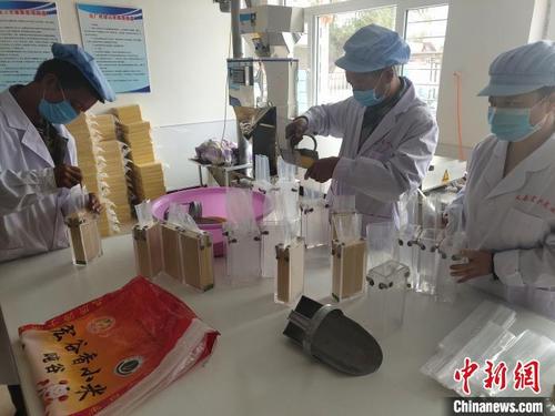 中國僑網(wǎng)義縣稍戶營子鎮(zhèn)土鋪子村雜糧加工項目,,工人們正在為產(chǎn)品打包裝,。義縣縣委宣傳部供圖