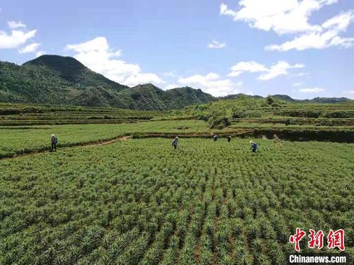 中國(guó)僑網(wǎng)包括保靖黃金茶在內(nèi)的茶產(chǎn)業(yè)成為湘西州脫貧的重要產(chǎn)業(yè)。湘西州宣傳部供圖