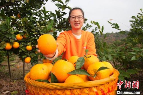 中國(guó)僑網(wǎng)余干縣大溪鄉(xiāng)楊源村駐村扶貧第一書記譚湘展示剛從枝頭采摘的臍橙,。 王成前 攝