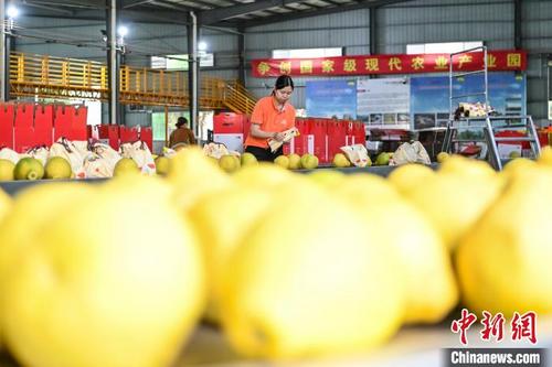 中國僑網(wǎng)梅縣區(qū)眾信水果專業(yè)合作社工作人員整理金柚,?!£愺K旻 攝
