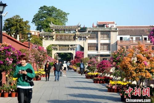 中國僑網(wǎng)漳州古城內(nèi),,2萬余盆各式花卉裝點(diǎn)“年味”,。 龔雯 攝