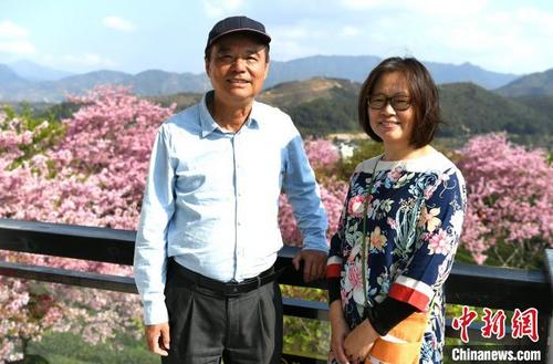 中國(guó)僑網(wǎng)在櫻花盛開期,,臺(tái)商謝東慶一家人都會(huì)在茶園的接待大廳里,,熱情地招呼大家品茶賞櫻,?!⊥鯑|明 攝