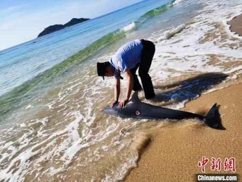 中國僑網(wǎng)海岸警察緊急救助擱淺的受傷海豚,?!≈鞂帯z