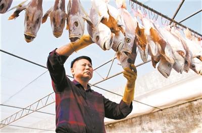 中國僑網(wǎng)林錦勝在曬咸魚。