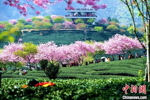 中國僑網(wǎng)春暖花開,福建漳平臺(tái)品櫻花茶園吸引許多游客前來觀光,。 王東明 攝