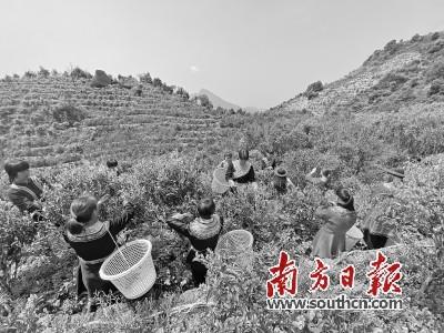 中國僑網(wǎng)每年3月中到5月初,,是鳳凰山上采摘春茶的好時節(jié),。紀(jì)金娜 攝