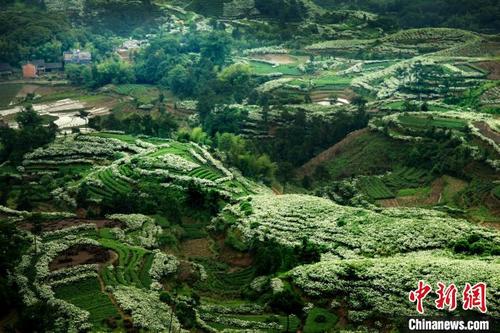 中國僑網(wǎng)圖為漫山遍野的梔子花開,。福鼎市梔子辦 供圖