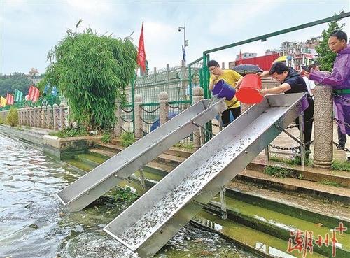 中國(guó)僑網(wǎng)在韓江放生臺(tái),,工作人員將草魚、鳙魚,、鰱魚等各類魚苗投放到韓江中。 本報(bào)記者 梁佳濤 攝