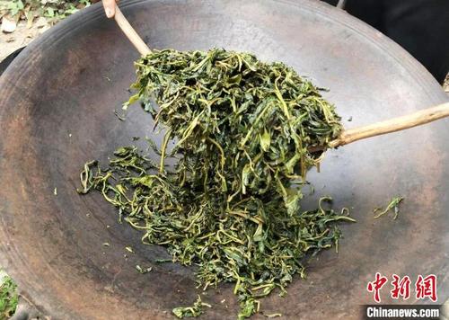 中國僑網(wǎng)廣州增城毛茶制作,。 廣州市增城區(qū)委宣傳部 供圖