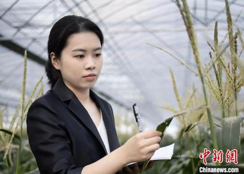 中國僑網(wǎng)青年在建德深耕農(nóng)業(yè),?!〗ǖ率形麄鞑抗﹫D