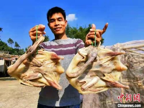 中國(guó)僑網(wǎng)黃遠(yuǎn)慶對(duì)自己制作的臘鴨信心滿(mǎn)滿(mǎn) 李曉春 攝