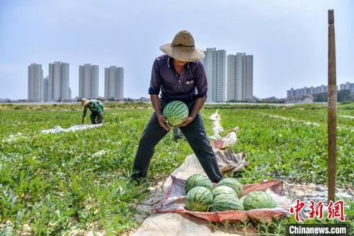 中國僑網(wǎng)白土村西瓜上市,。駱云飛 攝