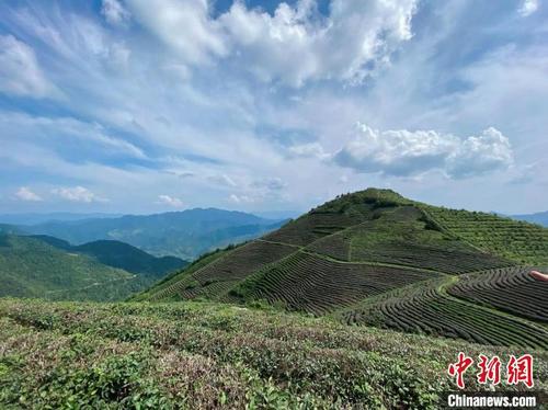 中國僑網(wǎng)麗水縉云的藍天白云與隱隱青山 項菁 攝