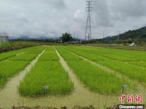 中國(guó)僑網(wǎng)國(guó)家水稻分子育種中心麗水示范基地的水稻育種試驗(yàn)田?!「碉w揚(yáng) 攝