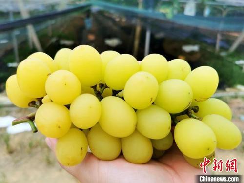 中國僑網(wǎng)“香印”葡萄皮色全部轉(zhuǎn)黃后甜度最高,、香味最濃?!±顣源骸z