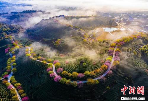 中國僑網(wǎng)龍巖茶園風(fēng)光 龍巖市文化和旅游局 供圖