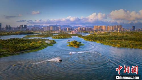 中國僑網(wǎng)溫州市甌海區(qū)三垟濕地航拍全景 項光漲供圖