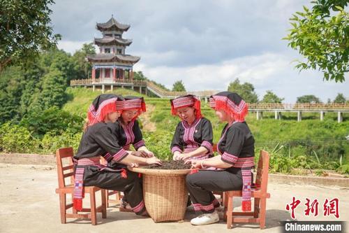 中國(guó)僑網(wǎng)祝雪蘭(右二)組織村民分揀茶葉,?!埡游摹z