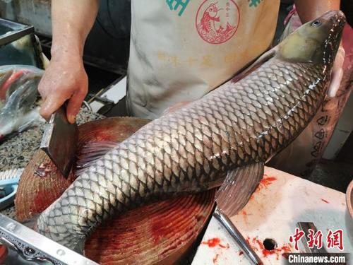 南海伏季休漁期間廣東臺山淡水魚爭“鮮”上桌