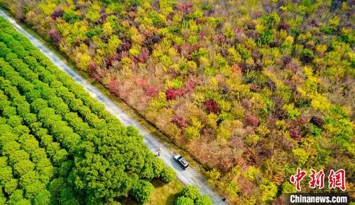 中國僑網11月5日,,江西省新余市仙女湖區(qū)歐里鎮(zhèn)帶元村,,不同品種的樹木在秋季顏色各異,,位列鄉(xiāng)村道路兩側“涇渭分明”。趙春亮 攝